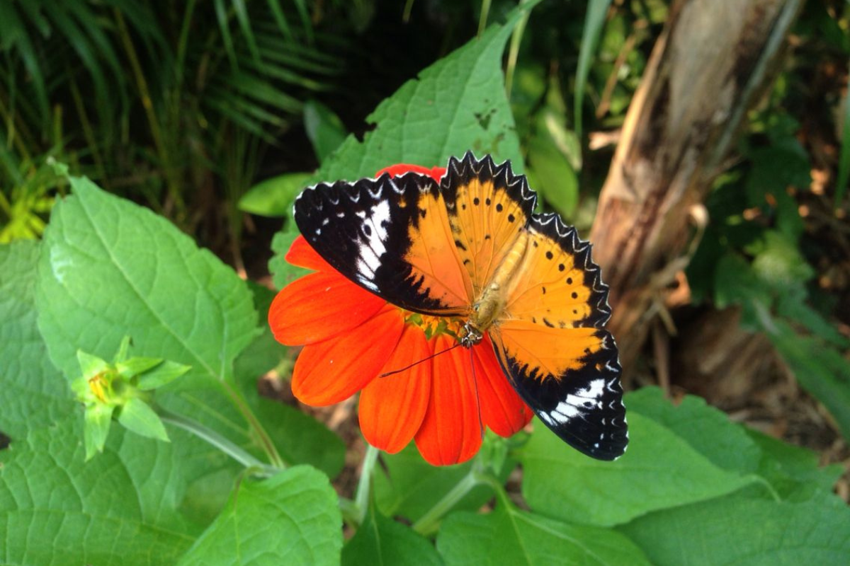 Banteay Srey Butterfly Centre